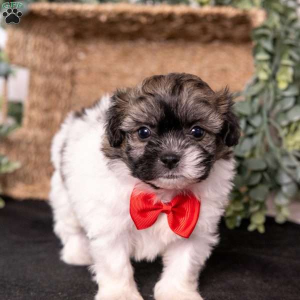 Mickey, Teddy Bear Puppy